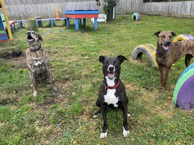 Cosypaws V.I.P indoor daycare and grooming