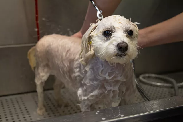 Cosypaws V.I.P indoor daycare and grooming